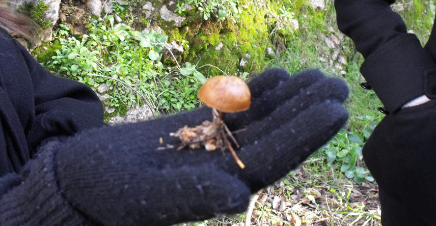 Fungo sul bordo sentiero
